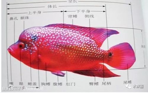 罗汉鱼饲养十年呕心沥血之作水族圈低调分享