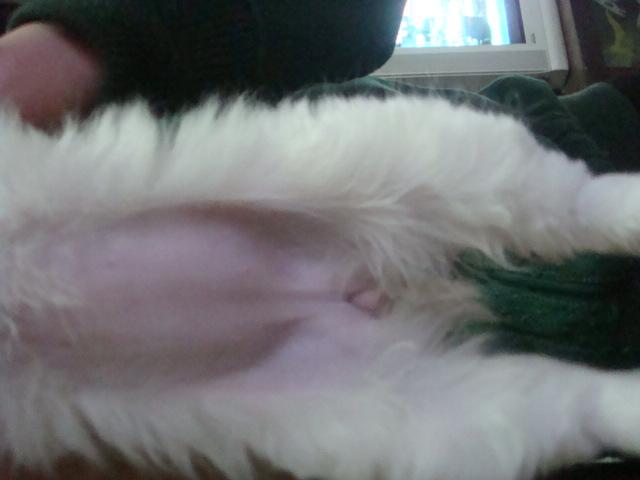 朋友送我一条两个月的小狗 如何分辨是公是母