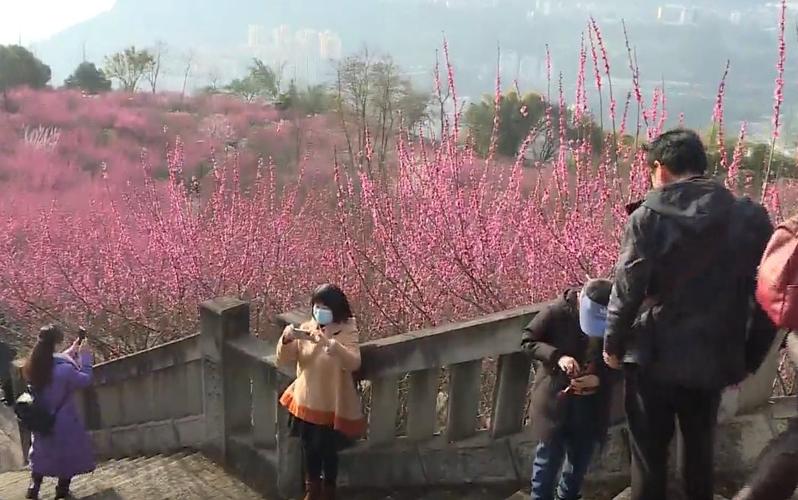 2022重庆赏红梅的地方推荐地点路线