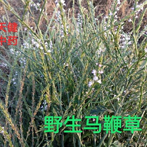 伟博马鞭稍材马鞭草龙芽草凤颈草狗牙草蜻蜓草退血草野荆芥铁扫帚
