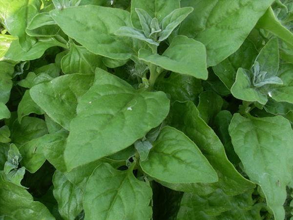 ③治疔疮红肿:鲜白番杏叶一握.