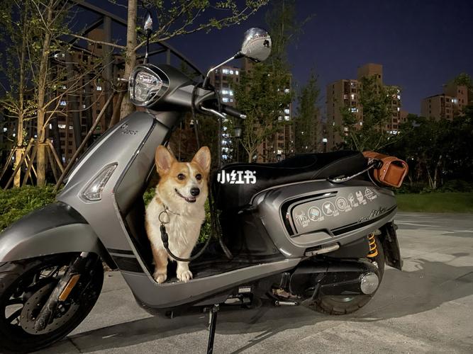 光阳like150_遛狗_汽车_汽车介绍