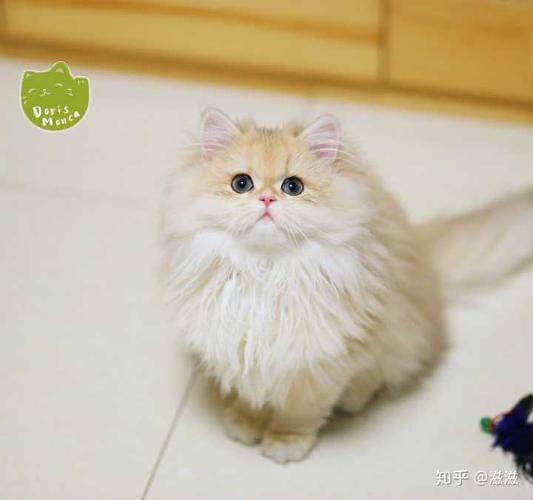 拥有一只不常见品种的猫是怎么样的体验?