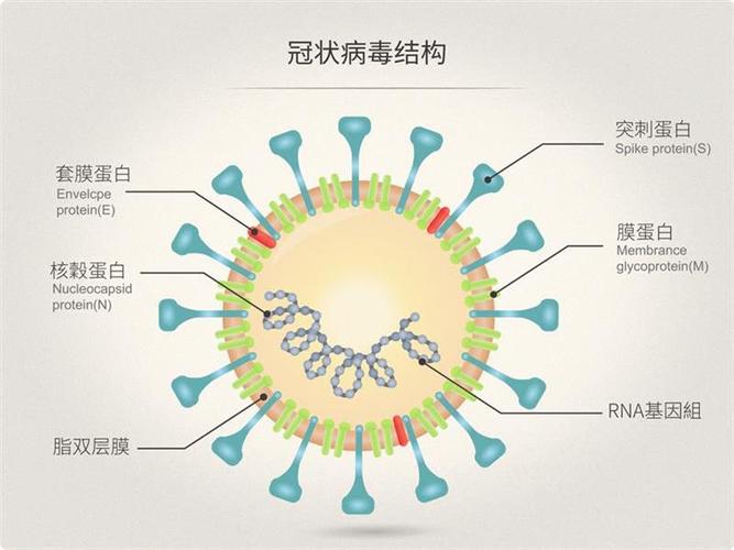 2019新型冠状病毒