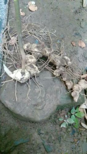 有一种中药本地叫猫儿姜也有叫黄金的不知道书名叫什么?