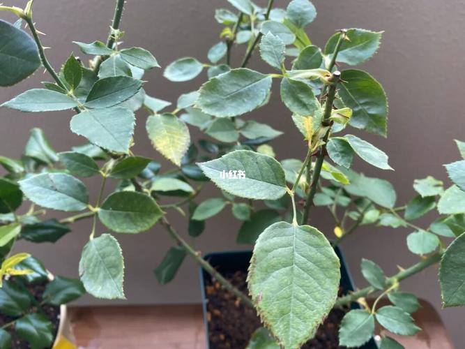 月季叶子黄_月季_阳台_家居家装_家居装饰_花艺