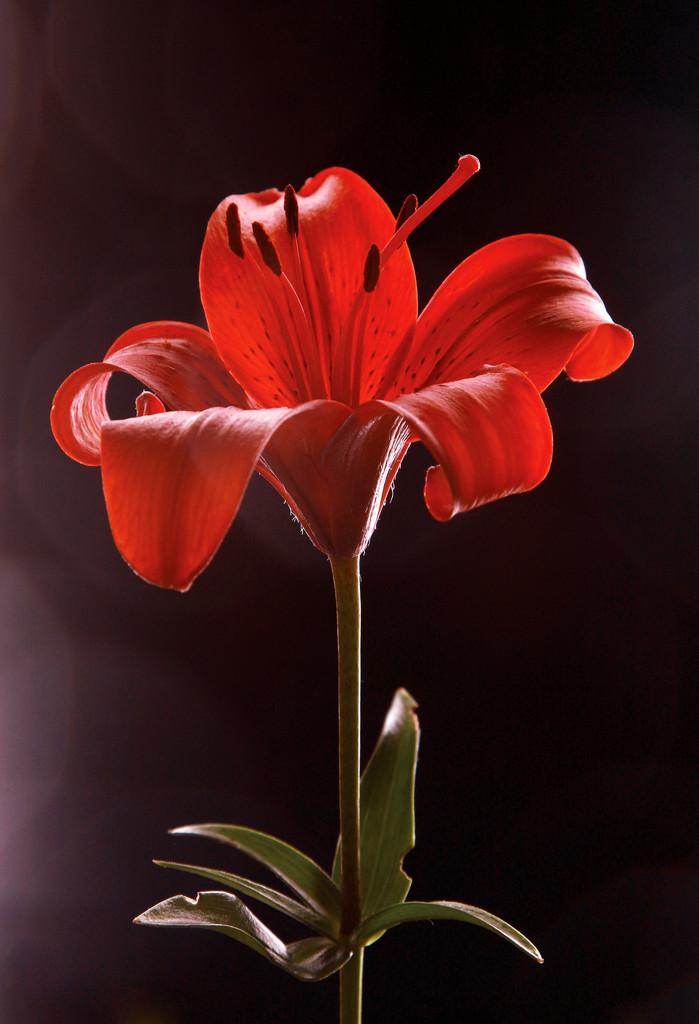 一朵红百合,红百合,孤立的黑色背景上的一朵花