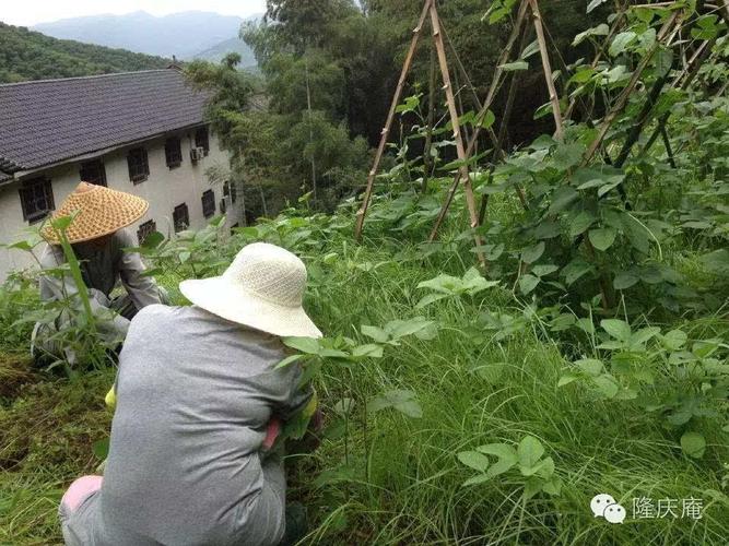 由于连绵细雨的浇灌,隆庆庵菜地的草长得茂盛,盖过了蔬菜苗.