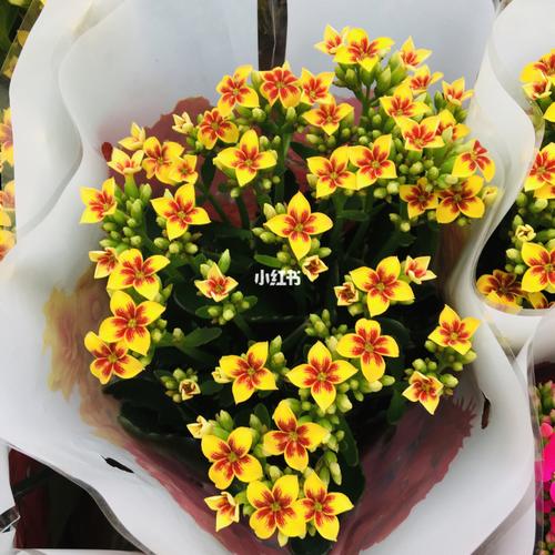 单瓣长寿花色系随拍_长寿花_美颜_p图_手机_家居家装