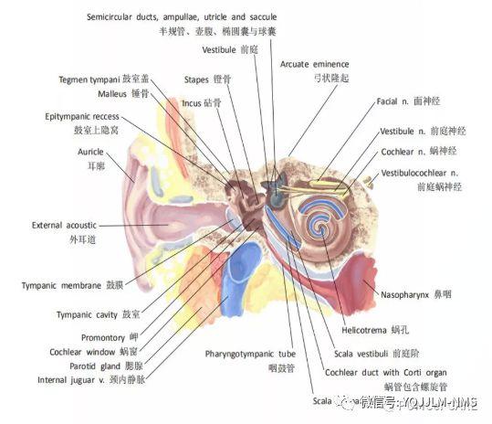 级 八年制(医实)学生蒋婧煜chimeras作品内涵:颌面部血管神经走行复杂