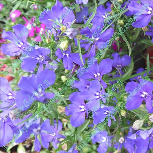 花卉真心进口盆栽半边六倍利苗海蓝蓝色营养花卉