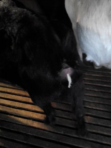 母羊最近吃草减少,抬头四处看,但怀孕才3个月,阴门流出大最白色液体