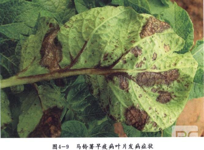 马铃薯早疫病的防治方法