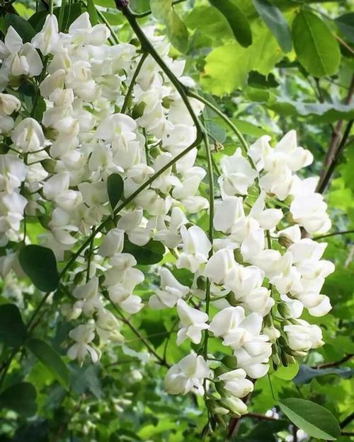 其它 那年那槐 写美篇 那年五月 单位后面那条小路上 两边槐花,恣意