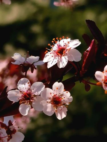 【植物花卉】紫叶李花