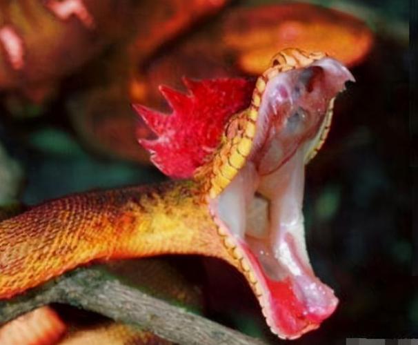 传说中的"鸡冠蛇"真的存在么?听完我奶奶的故事,真的开眼了