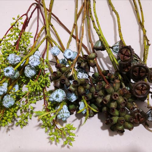 尤加利果干花 僵尸果小米果桉树果干花批发 十克拉星