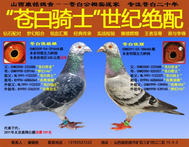 "苍白骑士"世纪绝配(七)