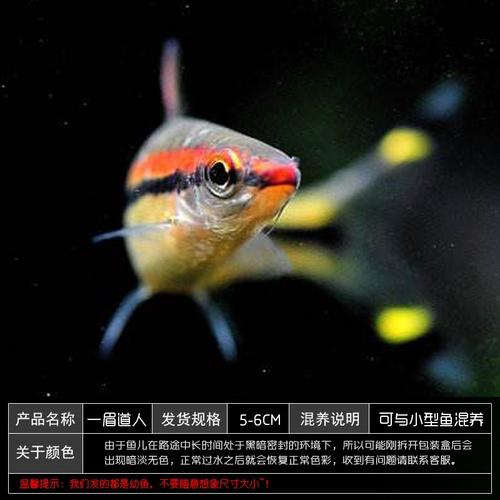 一眉道人观赏鱼鱼苗包邮包活苗鱼