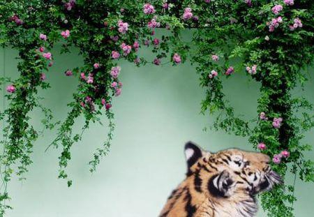 跪求一张老虎嗅蔷薇的图片 (心有猛虎细嗅蔷薇) 不要水墨画和素描画的