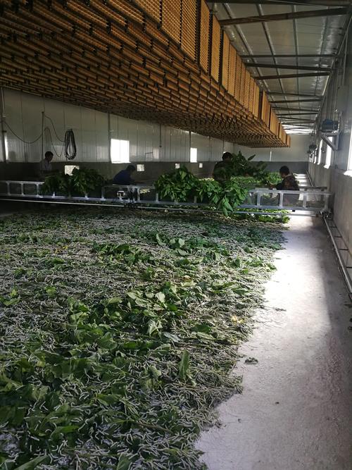 富宁归朝申酉种桑养蚕专业 合作社简介