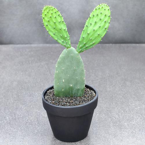 适合在家种植的9种仙人掌附装饰灵感集