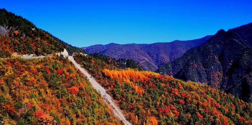 最后一波!抓住城口初冬彩叶的尾巴.