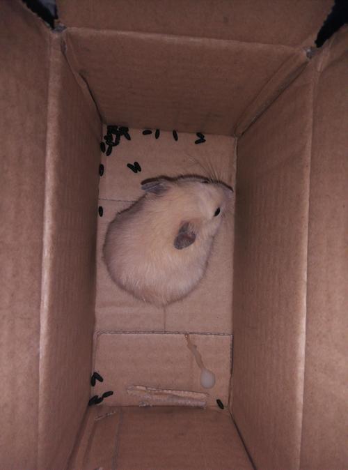 仓鼠尿白色液体?什么原因导致?应该给它吃什么?