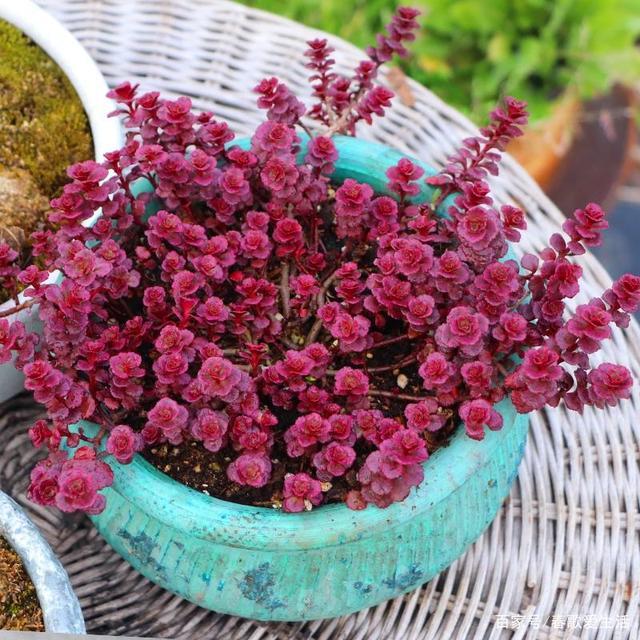 可爱的景天科多肉植物小球玫瑰,皮实好养,叶色鲜艳,易群生爆盆