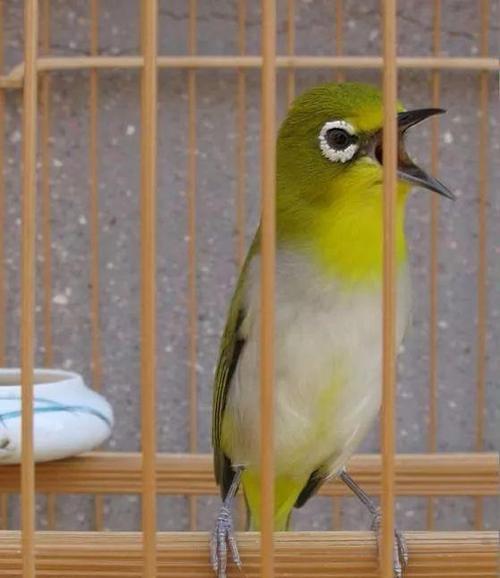 写点绣眼的大叫与水便困惑