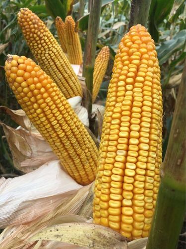 玉米品种大比拼,到底
