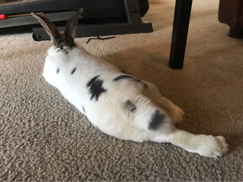 binky的各种瘫_明尼阿波利斯自由行热门攻略_宠物_狗