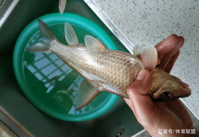 南盘江首次钓获奇鱼,体型修长嘴巴朝下,可惜长不大