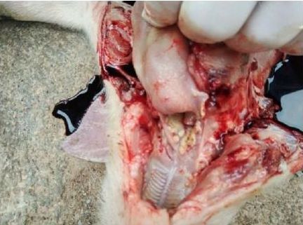 2 病理变化 病死猪主要的病理变化是扁桃体化脓坏死,肾脏出血.