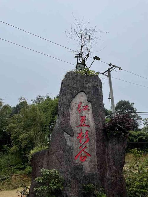红豆杉谷景区-"樵坪山上,离主城很近,山路比较好开速.