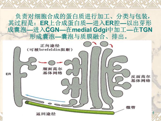 (推荐)高尔基体的功能