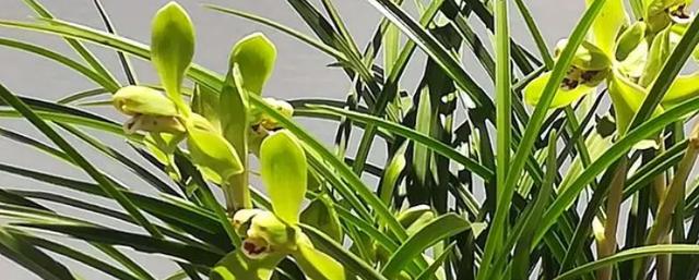 紫龙梅兰花是什么品种