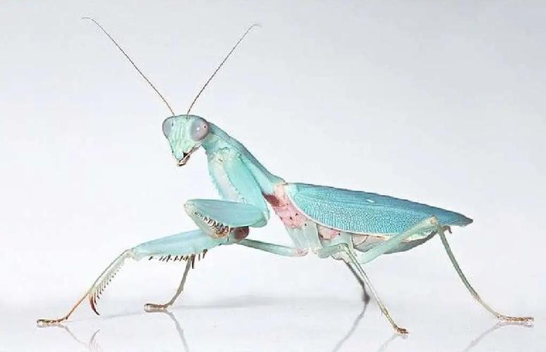 乐高wedo作品|螳螂