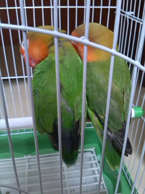 求牡丹鹦鹉公母