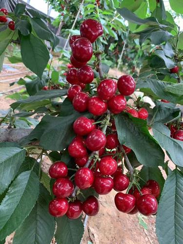 收购俄罗斯八号大樱桃