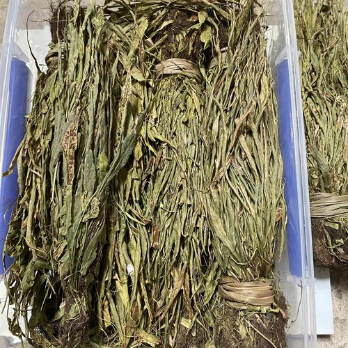 中药材马蹬草