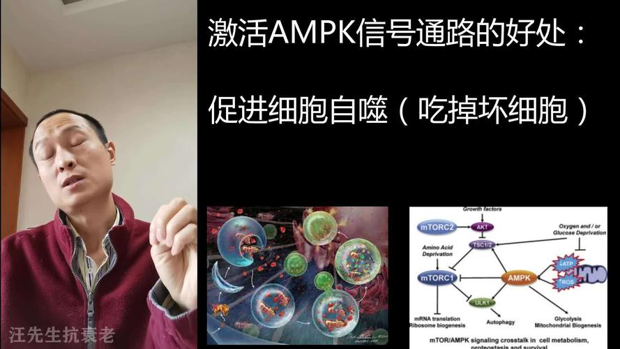 抗衰老的重中之重:ampk激活的好处与方法 @ 汪先生抗衰老