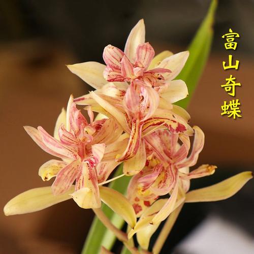 建兰三奇之首"富山奇蝶",比绿萝好养,比桂花香,适合新手