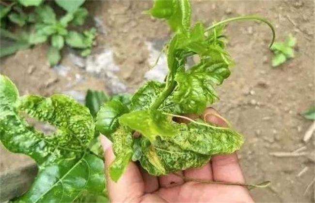 百香果栽培管理技术