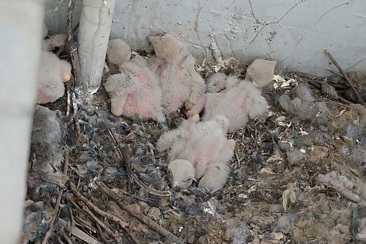 北京居民窗外红隼安家产卵 历时一月小隼已能飞翔