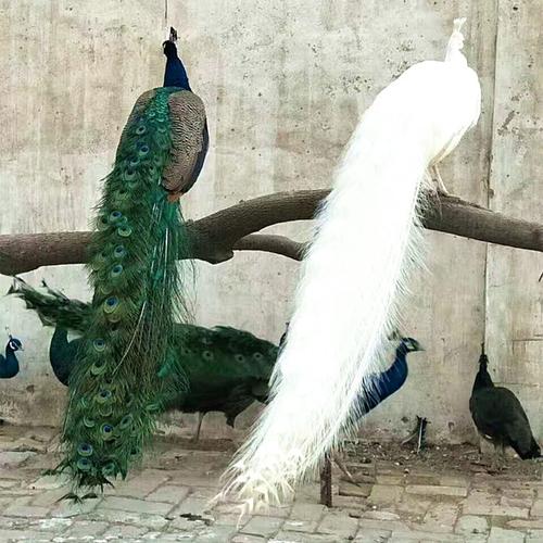 赚钱模式一:一次引进500只孔雀幼苗,按每只80元计算,需投购种款40000