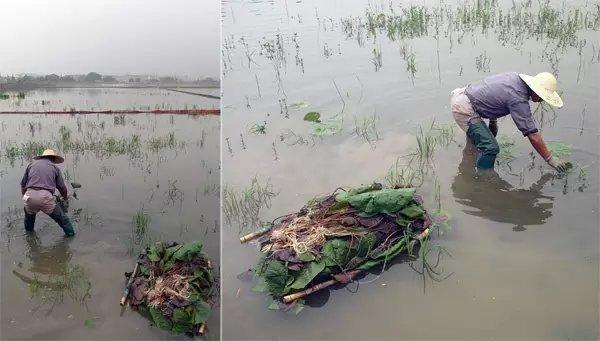 浮萍杂草是芡实的大忌,因为繁殖迅速,会盖满水面影响芡实生长,所以要
