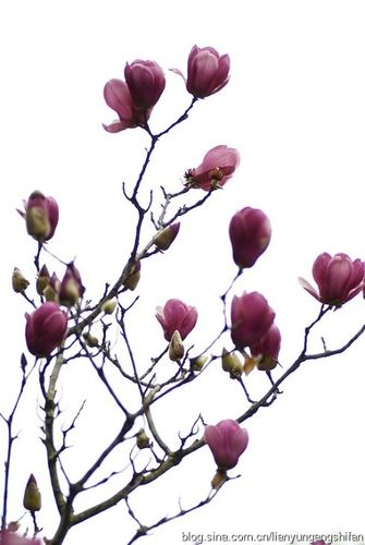 连云港市花象征—"玉兰花"