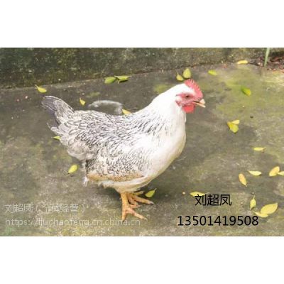 长期供应稻花鸡苗 稻花鸡苗批发 广东稻花鸡苗价格行情