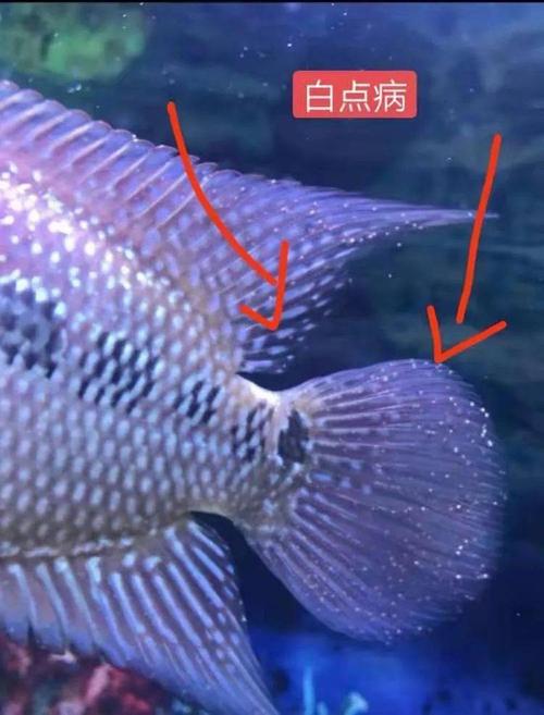 鱼身患有白点病,水霉病,还有救吗
